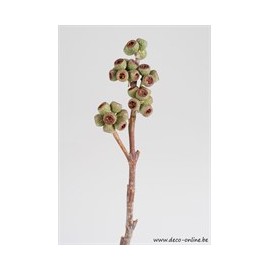 AMBERNUT BRANCH NATUREL 5ST