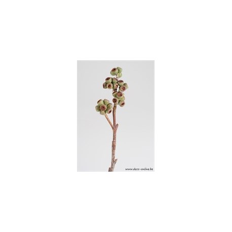 AMBERNUT BRANCH NATUREL 5ST