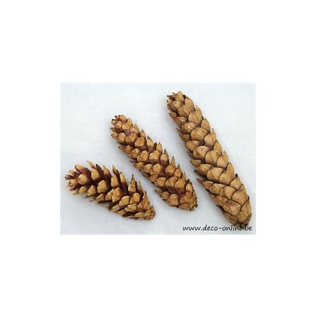 STROBUS ECELSA 15/20CM NATUREL 5PCS