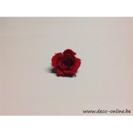 ROSE STABILISEE (KITTY) +/-3.5CM ROUGE 1PC
