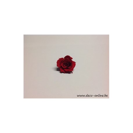 ROSE STABILISEE (KITTY) +/-3.5CM ROUGE 1PC