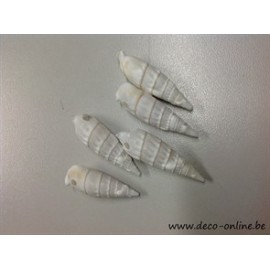SCHELPEN CERTHIUM VERTAGUS +/-650GR