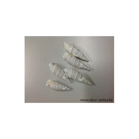 SCHELPEN CERTHIUM VERTAGUS +/-650GR