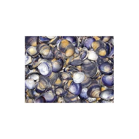 COQUILLES CHIPPY BLUE (PURPLE CAY CAY) +/-1KG