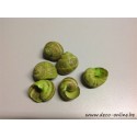 ESCARGOTS PETITS VERT POMME 50GR