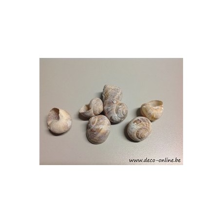 ESCARGOTS PETITS FROSTED WHITE +/-250GR