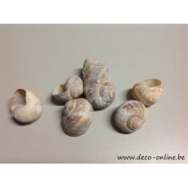 ESCARGOTS PETITS FROSTED WHITE 50GR