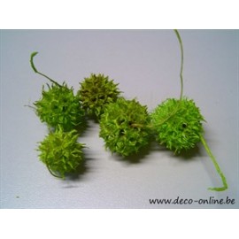 LIQUIDAMBAR (AMBERBAUM) LIME GREEN +/-150GR