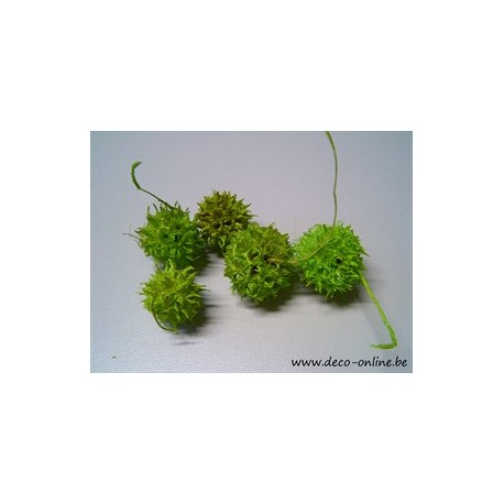 LIQUIDAMBAR (AMBERBAUM) LIME GREEN +/-150GR