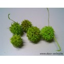 LIQUIDAMBAR (AMBERBAUM) LIME GREEN +/-150GR