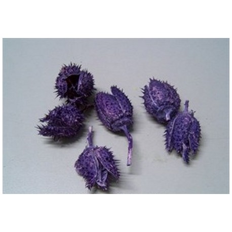 DATURA MILKA +/-100GR