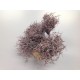 IRON BUSH BORDEAUX WAX OP STOK 10CM 5ST