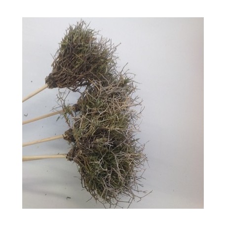 IRON BUSH NATUREL OP STOK 10CM 5ST