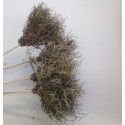 IRON BUSH NATUREL OP STOK 10CM 5ST