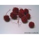 LIQUIDAMBAR (AMBERBAUM) ROOD +/-150GR