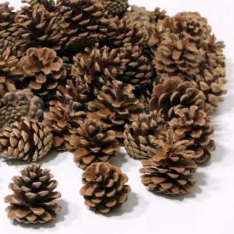 AUSTRIACA (PINUS NIGRA) NATUREL 10KG