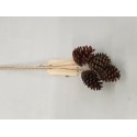 AUSTRIACA SUR TIGE 40CM (PINUS NIGRA) NATUREL 5PCS