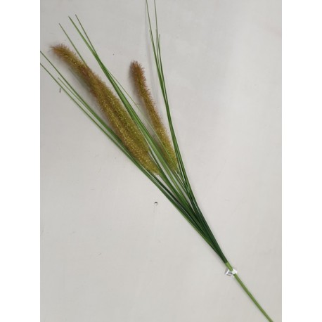 PENNISETUM 80CM GROEN