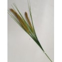 PENNISETUM 80CM GROEN