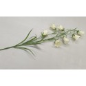 CAMPANULA 78CM CREME/VERT