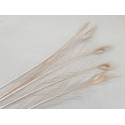 PLUME DE PAON 80-100CM BLANCHI 1PC