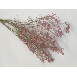 GYPSOPHILA DONKERROZE 5ST GYPSOPHILA DONKERROZE 5ST
