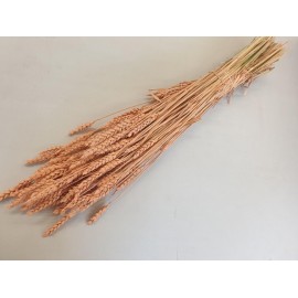 BLE (TRITICUM) MISTY CORAL BLE (TRITICUM) MISTY CORAL