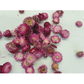 HELICHRYSUM TÊTES ROSE FONCE +/-100GR