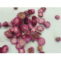 HELICHRYSUM TÊTES ROSE FONCE +/-100GR