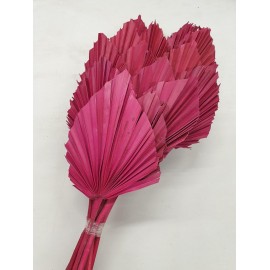 PALM SPEAR ROOD 20ST