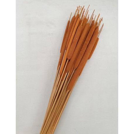 TYPHA LARGE ORANGE 50PCS