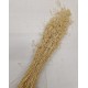 MUNNI GRASS BLANCHI +/-200GR