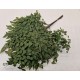 ADIANTHUM GROEN 10ST