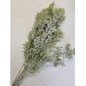 RUSCUS FROSTED ICE GREEN +/-200GR