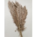 PAMPAS NATUREL 40-65CM 10PCS