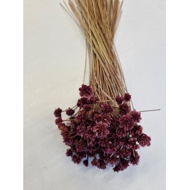 HILL FLOWER FRAMBOISE +/-150GR