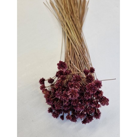 HILL FLOWER FRAMBOISE +/-150GR