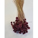 HILL FLOWER FRAMBOISE +/-150GR