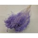 BROOM BLOOM LILA PASTEL +/-100GR