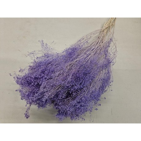 BROOM BLOOM LILA PASTEL +/-100GR