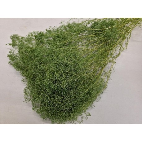 GYPSOPHILA MINI TITANITE GREEN +/-100GR