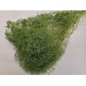 GYPSOPHILA MINI TITANITE GREEN +/-100GR