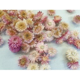 HELICHRYSUM TÊTES ROSE CLAIR +/-100GR