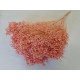 BROOM BLOOM SAUMON +/-100GR