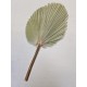 PALM KING SPEAR NATUREL +/-60CM