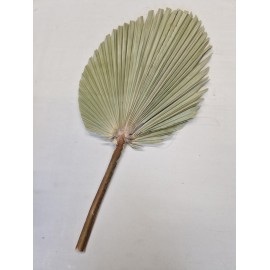 PALM KING SPEAR NATUREL +/-60CM