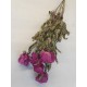 PAEONIA ROSE FONCE NATUREL