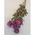 PAEONIA ROSE FONCE NATUREL