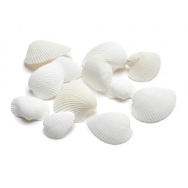 COQUILLES ARCA ARCA +/-150GR