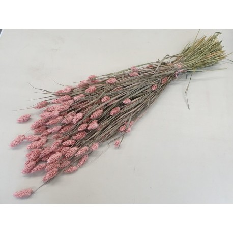 PHALARIS FROSTED PINK